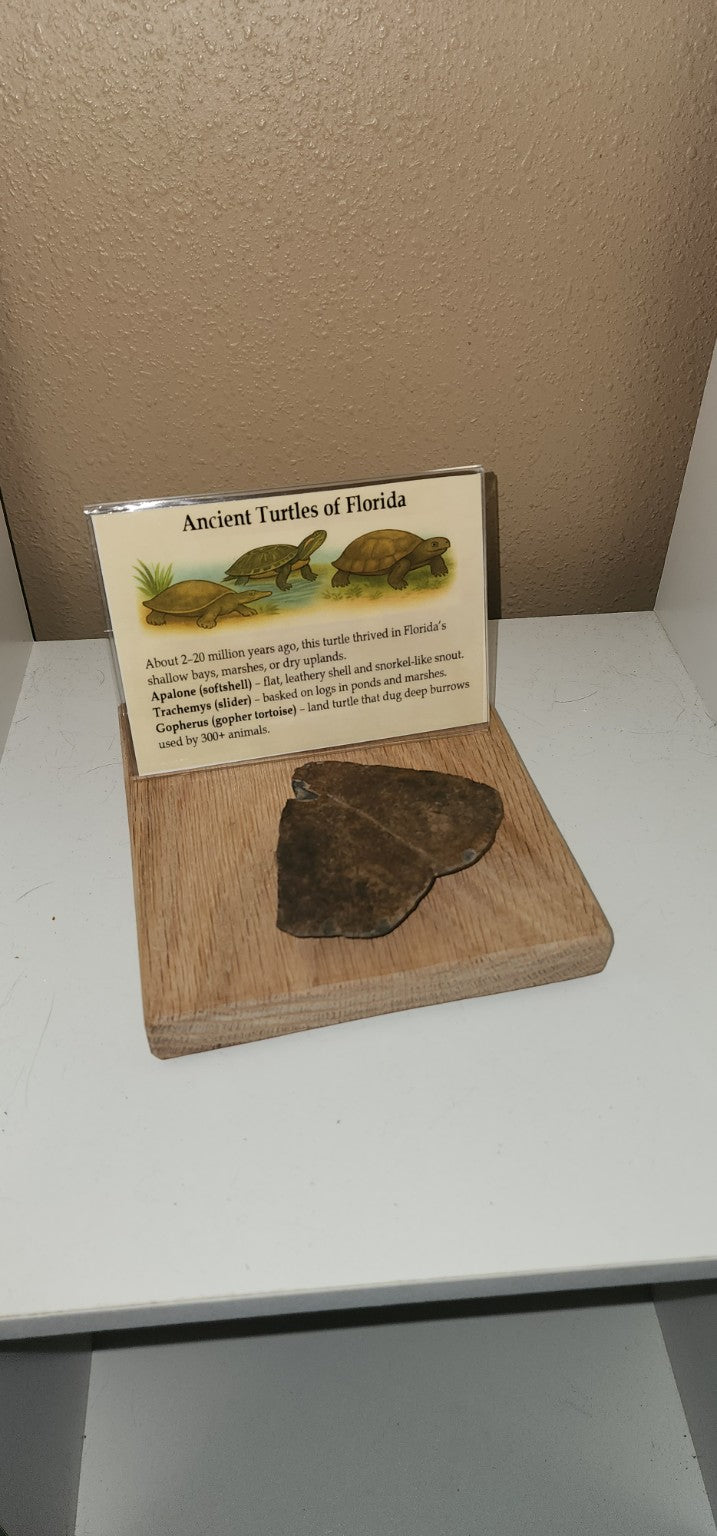 Ancient Florida Turtle Fossil Display – Oak Base Shell Fragment
