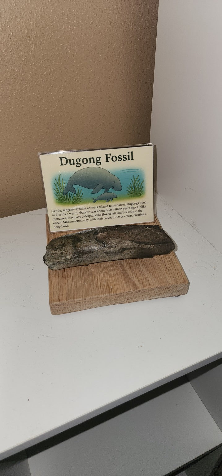 Florida Dugong Fossil Display – Oak Base Collector Edition