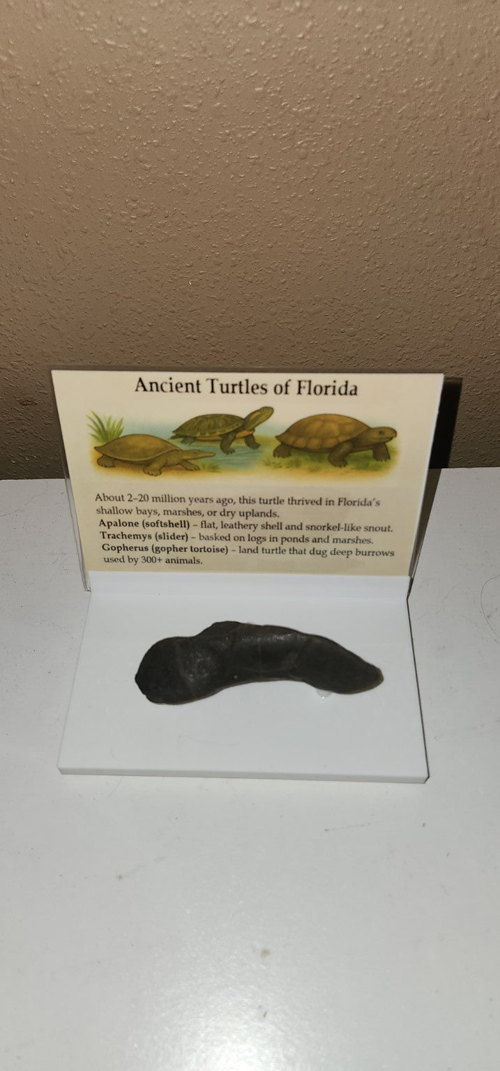 Ancient Turtles of Florida Fossil Display – Prehistoric Shell Fragment