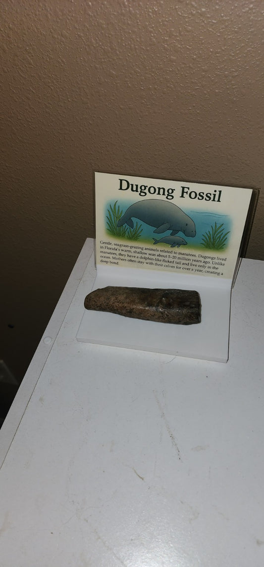 Florida Dugong Fossil Display – Educational Marine Mammal Specimen
