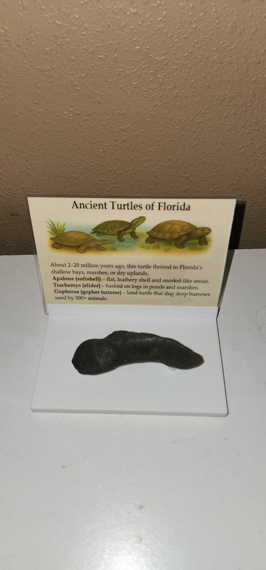 Ancient Turtles of Florida Fossil Display – Prehistoric Shell Fragment