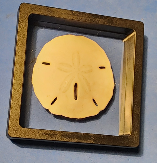 Sand Dollar Keepsake in Floating Frame