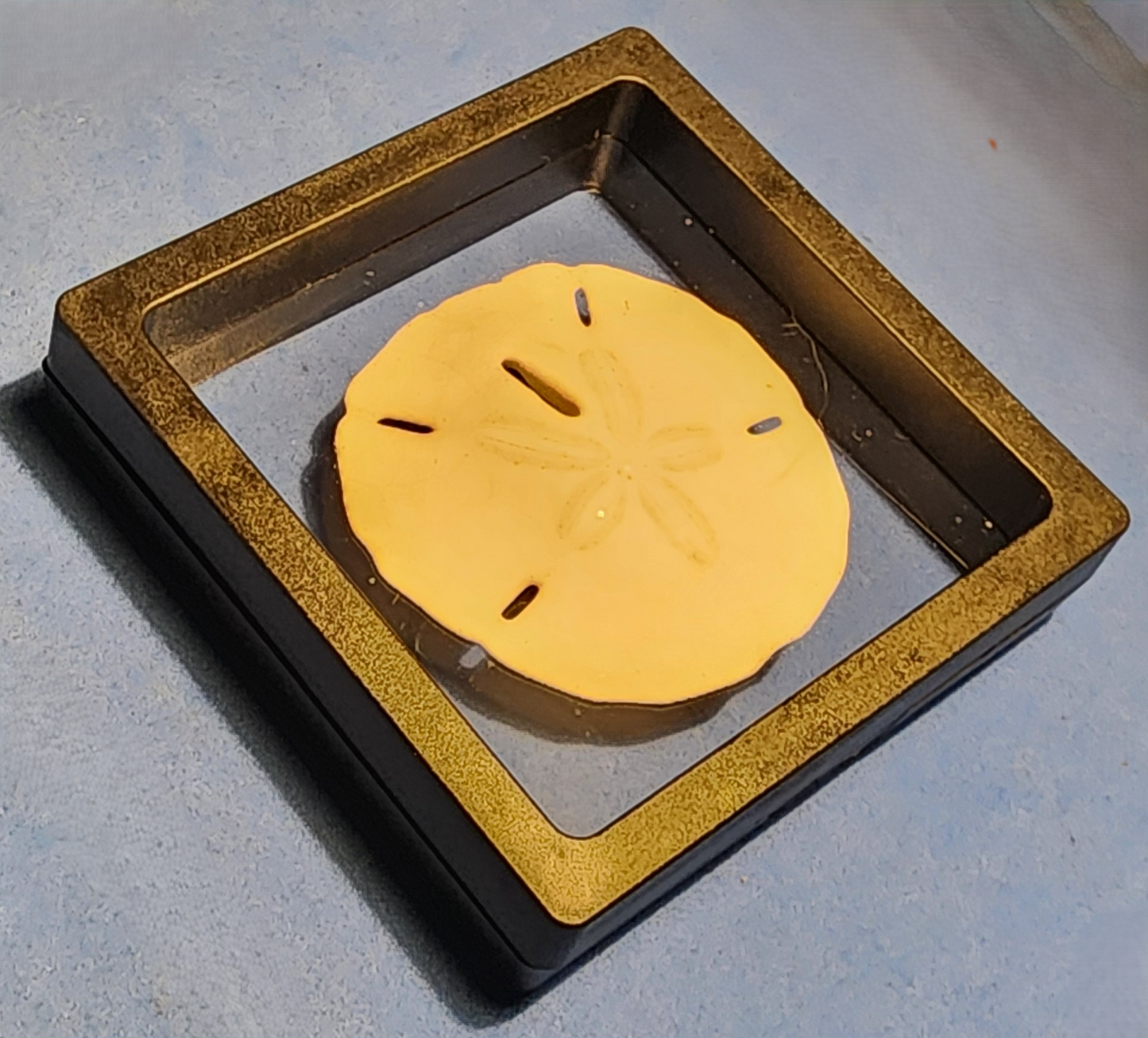 Sand Dollar Keepsake in Floating Frame
